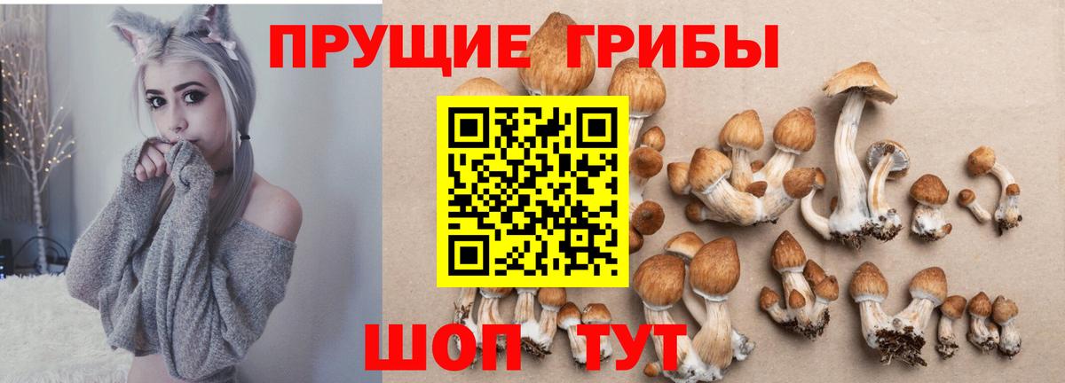 Псилоцибиновые грибы прущие грибы Великий Устюг